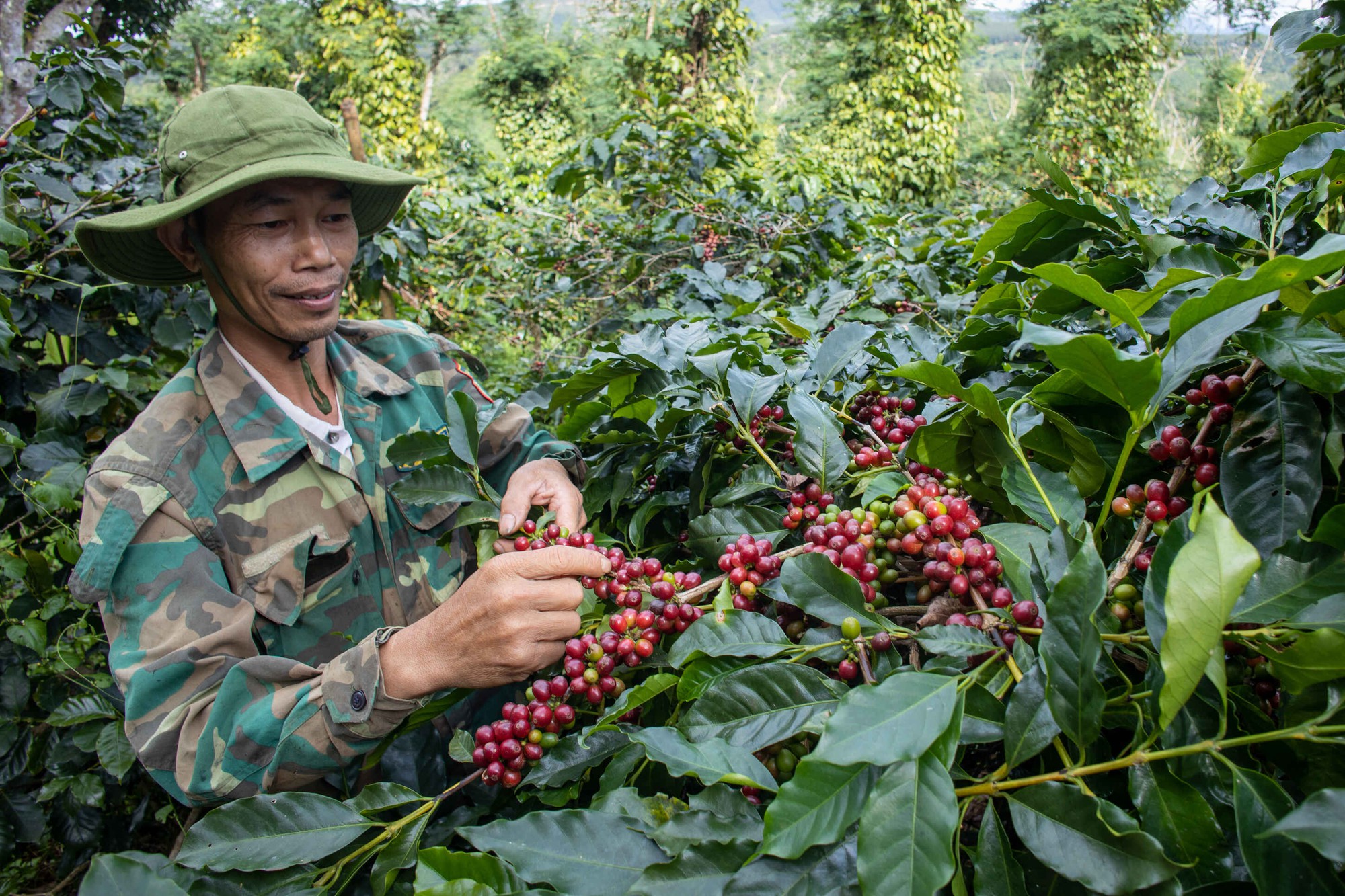 Bứt lên phía trước bằng nông nghiệp xanh - Ảnh 3. Bứt lên phía trước bằng nông nghiệp xanh - Ảnh 3.