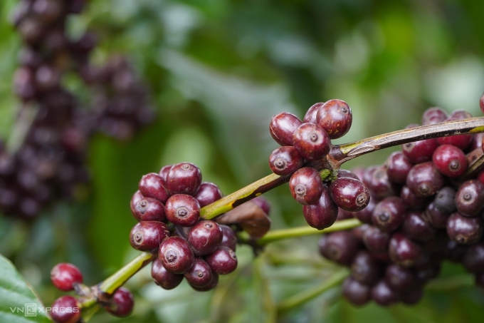 Vườn cà phê tại Gia Lai. Ảnh: Đức Hoà