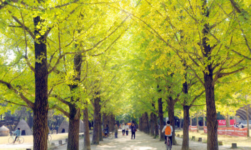 Việt Nam – Hàn Quốc tăng tốc kết nối, du lịch hai chiều khởi sắc