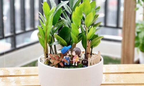 3 loại cây phong thủy thích hợp với người bận rộn