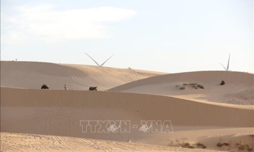 Đồi cát trắng, hoa keo lá tràm hút khách trong kỳ nghỉ Tết Dương lịch