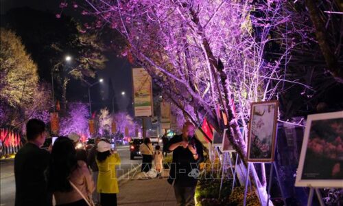 Ra mắt không gian thưởng lãm hoa mai anh đào trên trục di sản của Đà Lạt