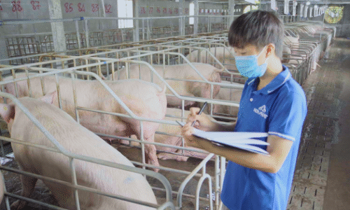 Lợi nhuận mảng nông nghiệp của Hòa Phát quý 3 tăng 80% so cùng kỳ | Doanh nhân | Tài Chính