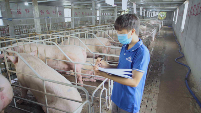 Lợi nhuận mảng nông nghiệp của Hòa Phát quý 3 tăng 80% so cùng kỳ- Ảnh 1. Lợi nhuận mảng nông nghiệp của Hòa Phát quý 3 tăng 80% so cùng kỳ- Ảnh 1.