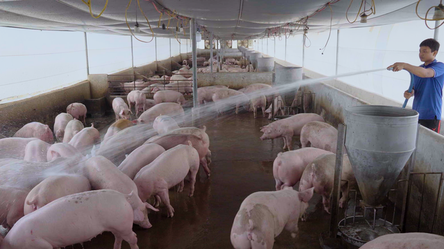 Lợi nhuận mảng nông nghiệp của Hòa Phát quý 3 tăng 80% so cùng kỳ- Ảnh 2. Lợi nhuận mảng nông nghiệp của Hòa Phát quý 3 tăng 80% so cùng kỳ- Ảnh 2.